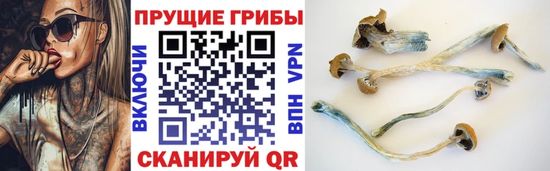 Псилоцибиновые грибы Psilocybine cubensis Шелехов